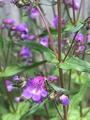 Penstemon tenuis