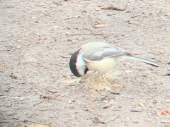Poecile atricapillus