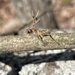 Ophiocordyceps blakebarnesii - Photo 由 John Marshall 所上傳的 (c) John Marshall，保留部份權利CC BY-NC