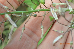 Trachyandra asperata