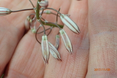 Trachyandra asperata