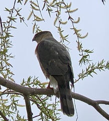 Accipiter cooperii