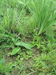 Trachyandra asperata