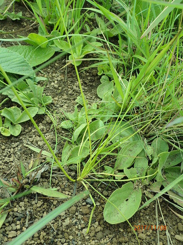 Trachyandra asperata