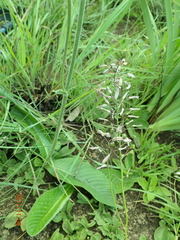 Trachyandra asperata