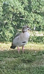 Alopochen aegyptiaca image