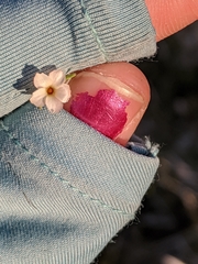Linanthus bigelovii