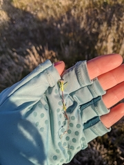Linanthus bigelovii