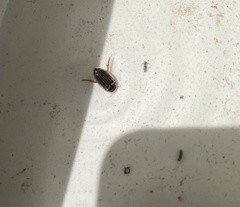 Agabus disintegratus