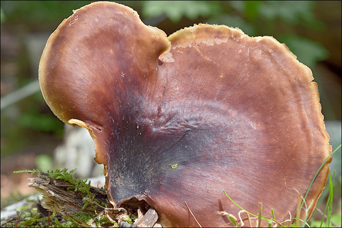 Bay Polypore