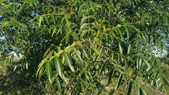 Zanthoxylum coco