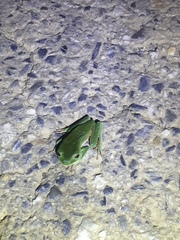 Phyllomedusa trinitatis