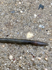 Oligochaeta