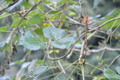 Erythrina arborescens