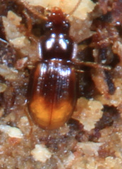 Mioptachys flavicauda