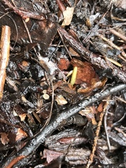 Moellerodiscus capillipes