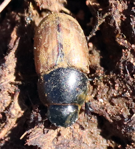 Erratic small dung beetle photo 5