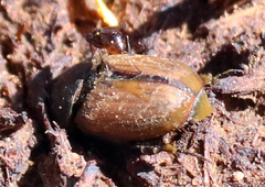 Colobopterus erraticus