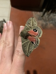 Austrolippa convergens