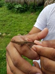Anolis auratus