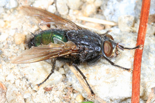 Shiny Blue Bottle Fly photo 3