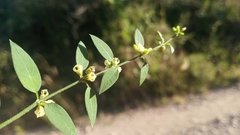 Orthosia