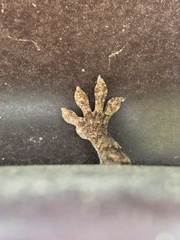 Gekko japonicus