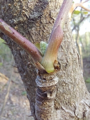 Aralia elata