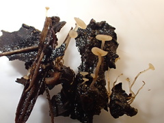 Moellerodiscus capillipes