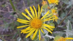 Microliabum candidum