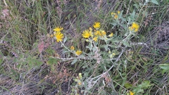 Microliabum candidum