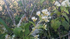 Lorentzianthus viscidus