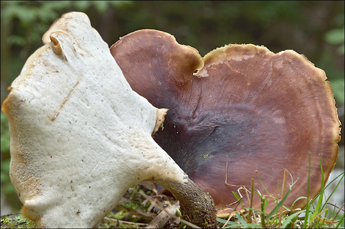 Bay Polypore