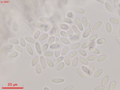 Moellerodiscus capillipes