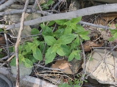 Erythranthe cardinalis