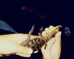 Caiman crocodilus fuscus