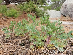 Capnoides sempervirens