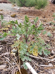 Capnoides sempervirens