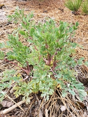 Capnoides sempervirens