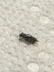 Ellipes minuta