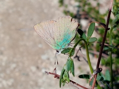 Callophrys dumetorum