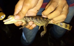 Caiman crocodilus fuscus