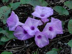 Ipomoea setifera
