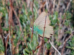 Callophrys dumetorum