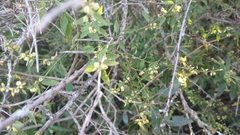 Orthosia