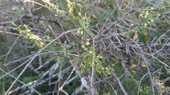 Orthosia