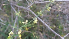 Orthosia