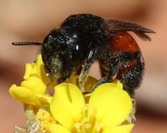 Andrena prima