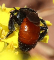 Andrena prima