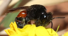 Andrena prima